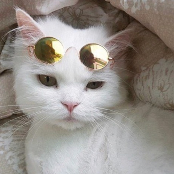 Meet your Posher, Emma - Picture 1 of 1